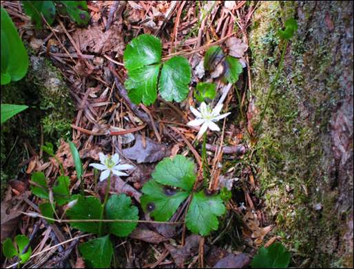 Adirondack Wildflowers: Goldthread in bloom at the Paul Smiths VIC
